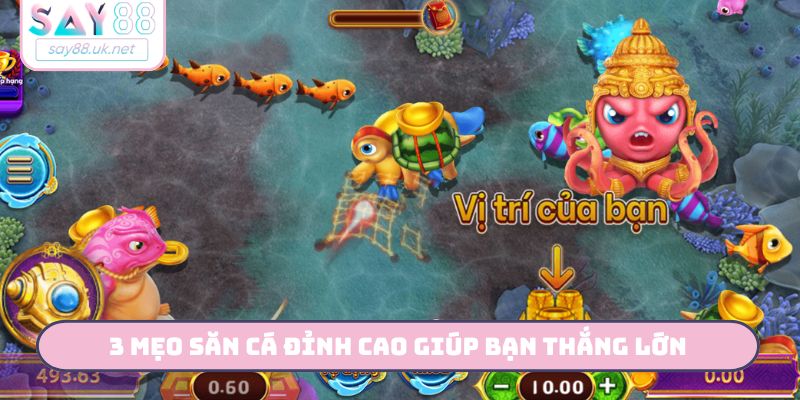 3 mẹo săn cá đỉnh cao giúp bạn thắng lớn