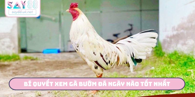Bí quyết xem gà bướm đá ngày nào tốt nhất