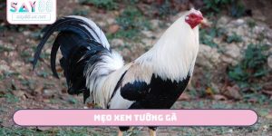 mẹo xem tướng gà