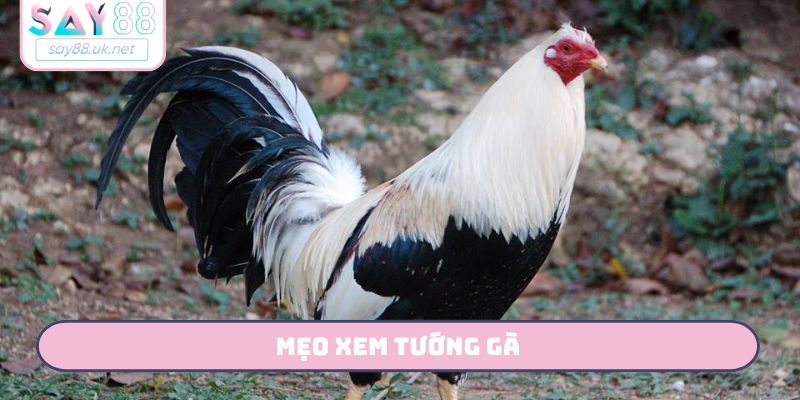 mẹo xem tướng gà