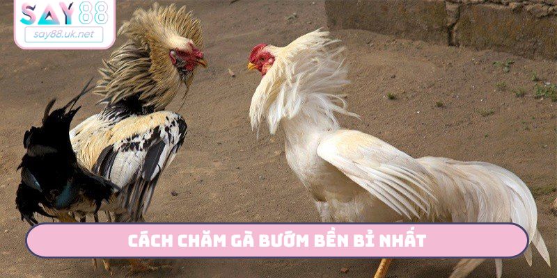 Cách chăm gà bướm bền bỉ nhất