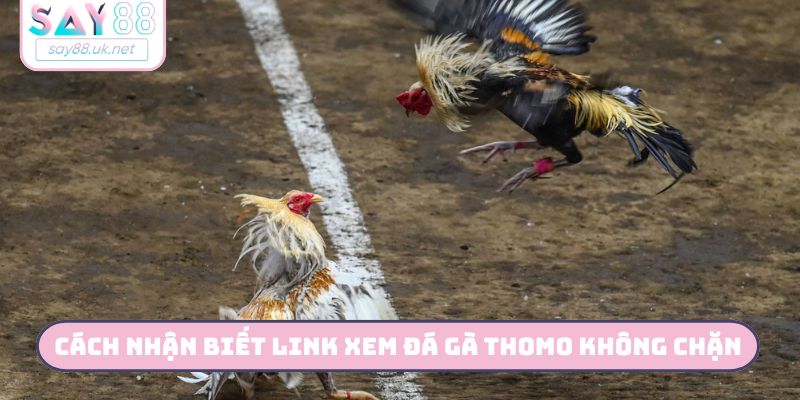 Cách nhận biết link xem đá gà thomo không chặn
