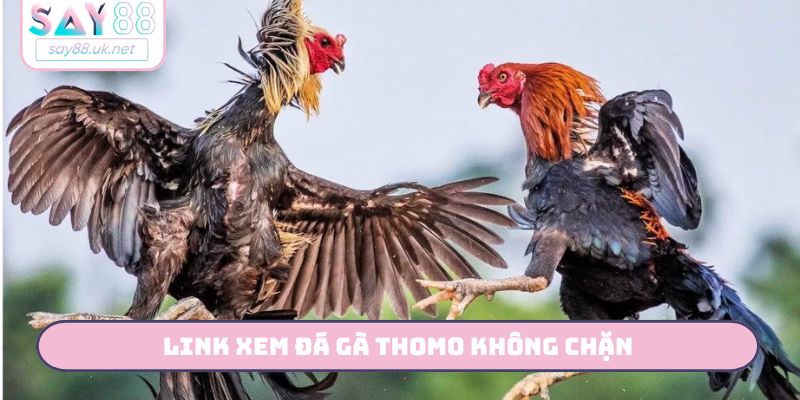 link xem đá gà thomo không chặn