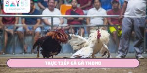trực tiếp đá gà Thomo