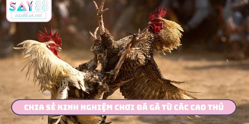 Chia sẻ kinh nghiệm chơi đá gà từ các cao thủ