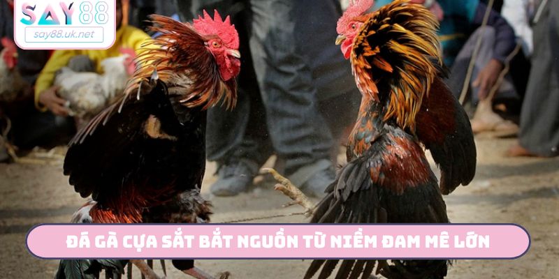 Đá gà cựa sắt bắt nguồn từ niềm đam mê lớn