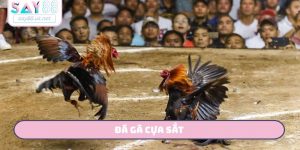 đá gà cựa sắt