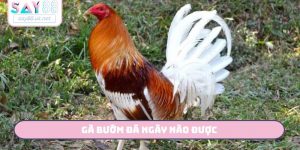 Gà Bướm Đá Ngày Nào Được