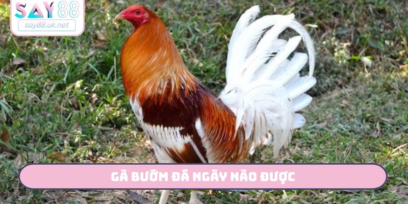 Gà Bướm Đá Ngày Nào Được