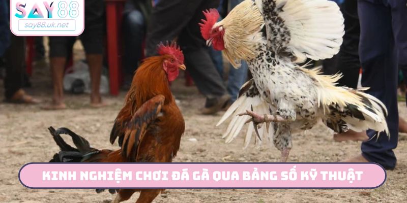 Kinh nghiệm chơi đá gà qua bảng số kỹ thuật