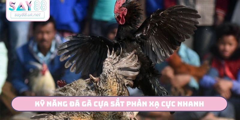 Kỹ năng đá gà cựa sắt phản xạ cực nhanh