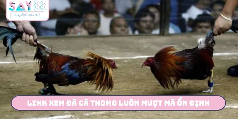 Link xem đá gà Thomo luôn mượt mà ổn định