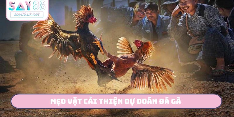 Mẹo vặt cải thiện dự đoán đá gà 