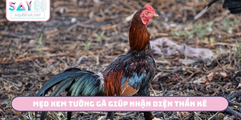 Mẹo xem tướng gà giúp nhận diện thần kê