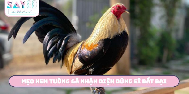 Mẹo xem tướng gà nhận diện dũng sĩ bất bại