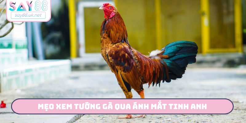 Mẹo xem tướng gà qua ánh mắt tinh anh