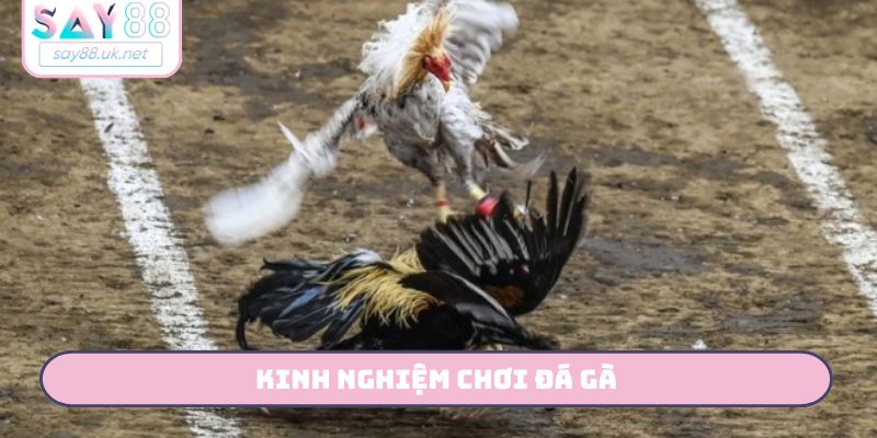 Kinh Nghiệm Chơi Đá Gà