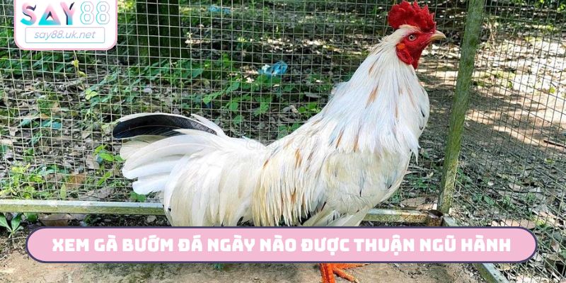 Xem gà bướm đá ngày nào được thuận ngũ hành