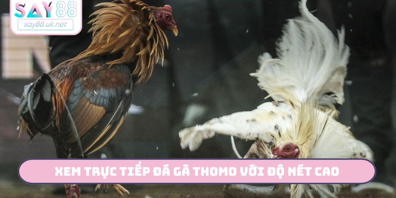 Xem trực tiếp đá gà Thomo với độ nét cao